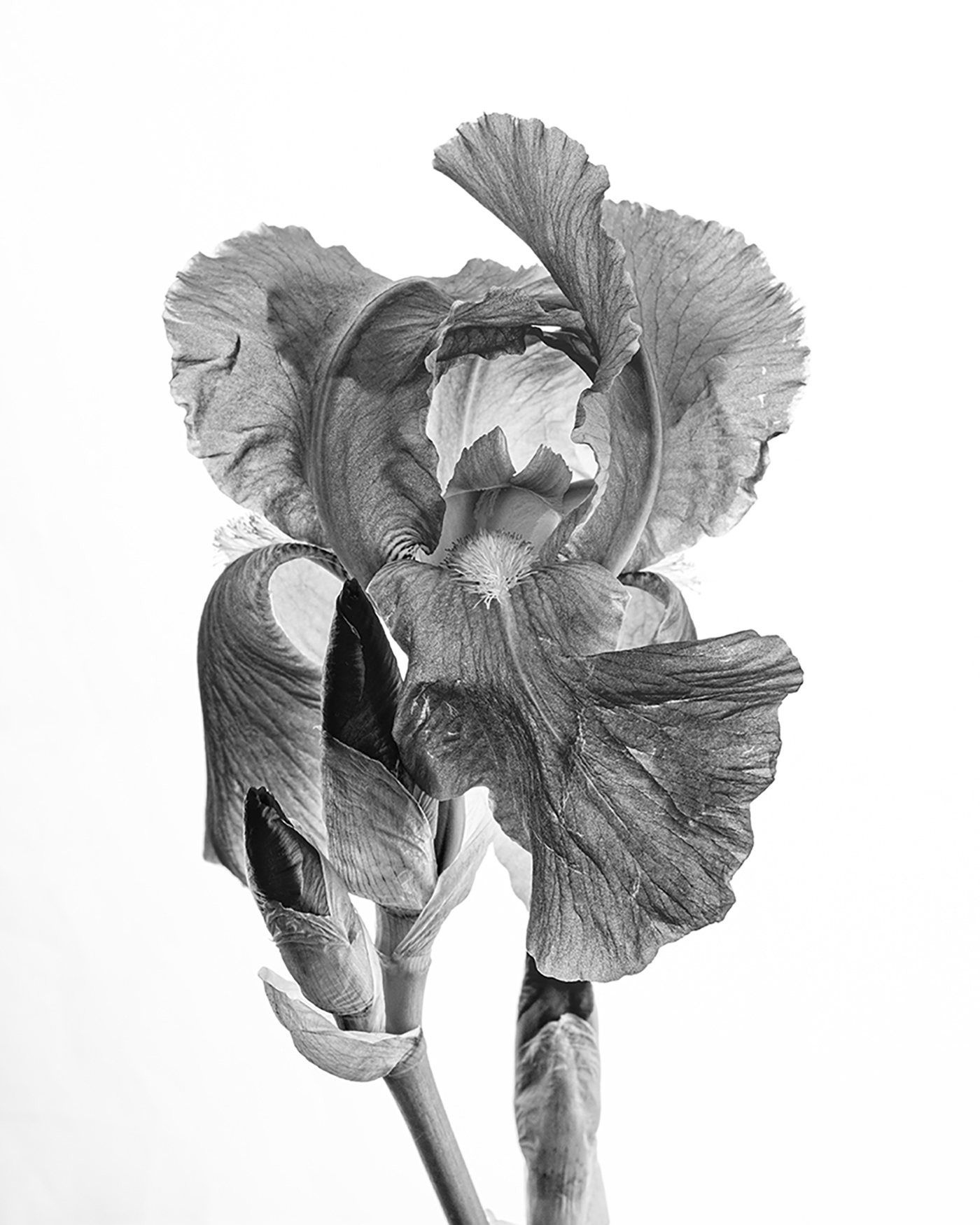 „Iris 03“ von Justina Kravcalyte — Schwarz-Weiß-Foto einer Irisblüte hinter Acrylglas
